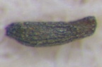Drosera capensis seed testa scan 50x