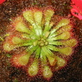 Drosera capillaris NC 090003