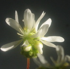 Drosera dichrosepala scented flower 041504 1