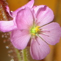 Drosera graminifolia Diamantina flowers 020504 15