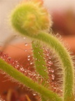 Drosera graminifolia emerging bud 010504 1