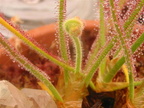 Drosera graminifolia peduncle 010704 2