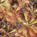 Drosera nidiformis x dielsiana GB1 043004 1