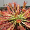 Drosera oblanceolata x D spatulata NZ Ivans hybrid 080403 1