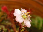 Drosera oblonlanceolata flower lateral1