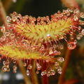 Drosera prolifera leaf detail 040403