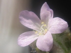 Drosera scorpioides Pink Flower 043004 11