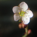 Drosera sessilifolia flower 091603 4
