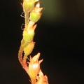 Drosera spatulata flower scape 072303