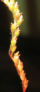 Drosera spatulata flower scape 072303