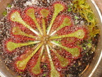 Drosera tokaiensis rosette