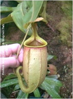 N bicalcarata intermediate pitcher