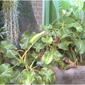 N truncata plants