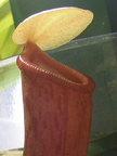 Nep Ventricosa pitcher