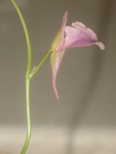Utricularia heterosepala flower 050304 33