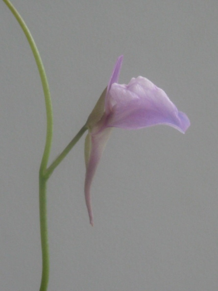 Utricularia heterosepala flower 050304 5