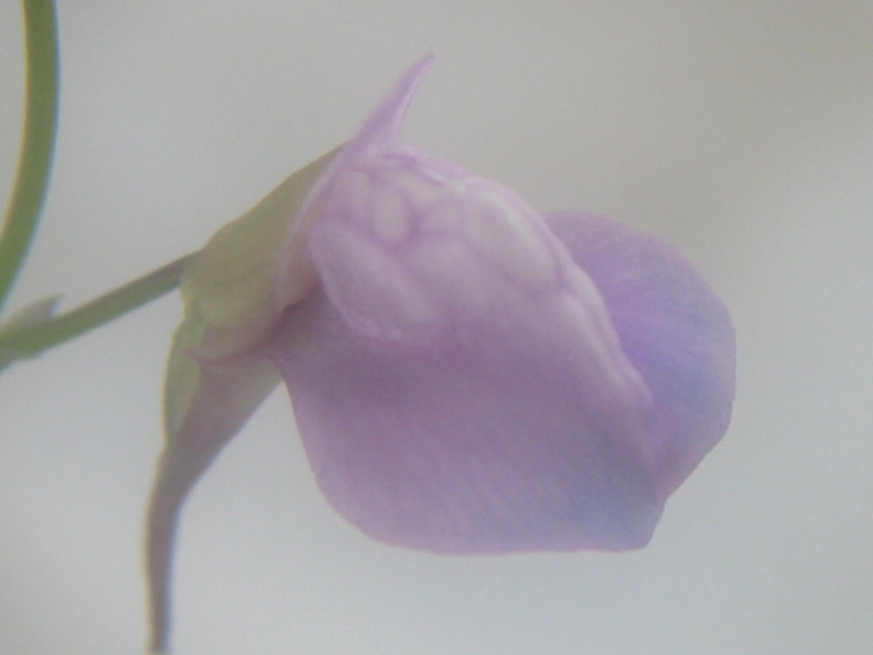 Utricularia heterosepala flower 050304 7