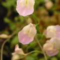 Utricularia livida flowers2