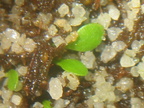Utricularia menziesii 020404 1