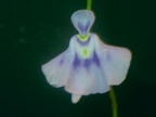 Utricularia microcalyx uncertain flower 122403 1