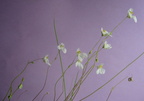 Utricularia nephrophylla white flower multiplescapes 110203 5