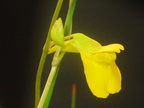 Utricularia prehensilis flower 082603 3