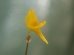 Utricularia pusilla flower 122003 2