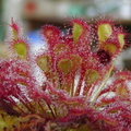 capillaris Pasco Giant Pasco Co FL x rotundifolia EverGrow 2