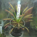 d capensis red