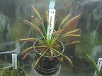 d capensis red