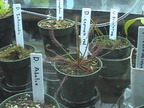 d capensis red test subject