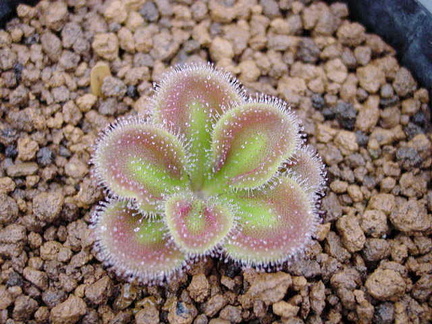 d erythrorhiza subsp squamosa