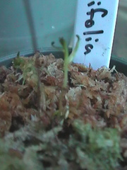 d rotundifolia hibernacula