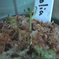 d rotundifolia hibernacula
