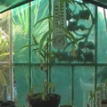 n gracilis inside greenhouse
