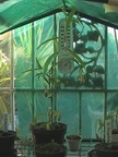 n gracilis inside greenhouse