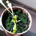 potted green gary f