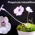 rotundiflora 001