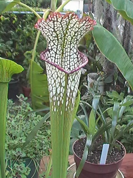 s leucophylla pitcher