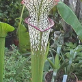 s leucophylla pitcher