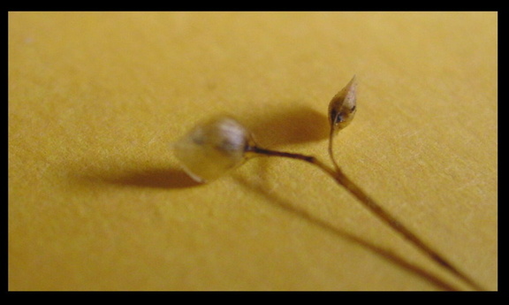 seed stalk