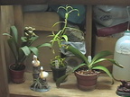 terrarium bottom plants