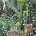 unknown booman floral sarracenia now supposedly alata