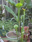 unknown booman floral sarracenia now supposedly alata