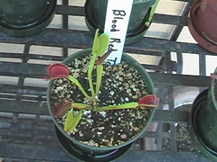 vft blood red trap 4
