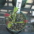 vft blood red trap 4