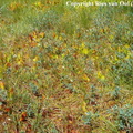 Sarracenia purpurea subsp. purpurea in Switserland