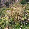 Drosophyllum6.jpg