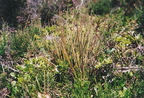 Drosophyllum lusitanicum