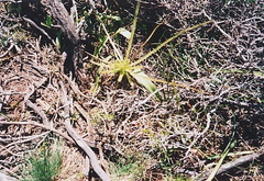 Drosophyllum lusitanicum, eaten by a goat